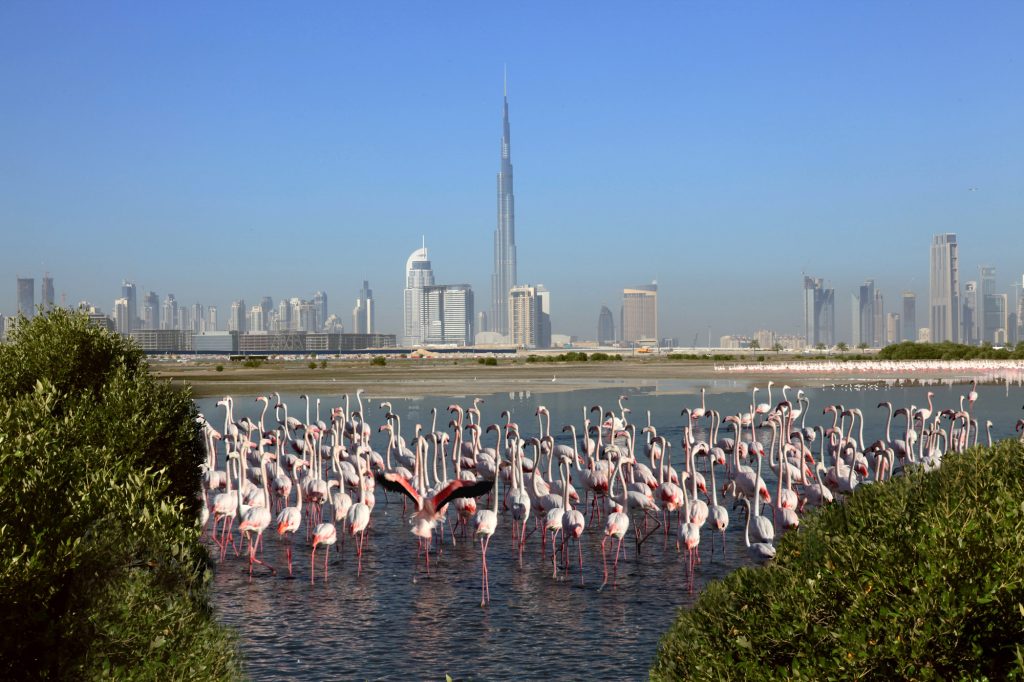 محمية رأس الخور بدبي وجهة بيئية رائدة للاستدامة والحياة الفطرية